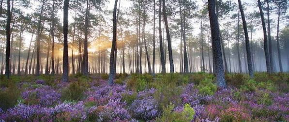 Foret de Pins des Landes et en Gironde
